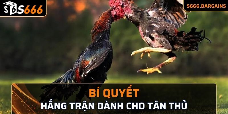 Bí quyết thắng trận dành cho tân thủ