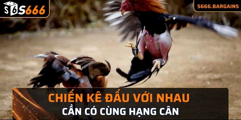 Các chiến kê chiến đấu với nhau cần có cùng hạng cân