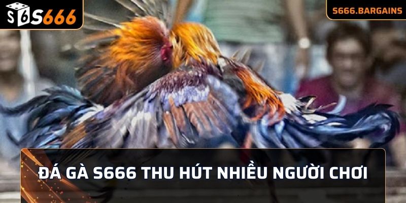 Chuyên mục Đá Gà S666 thu hút nhiều người chơi tham gia