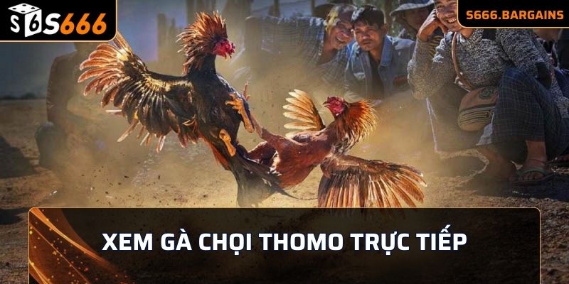 Xem gà chọi Thomo trực tiếp hấp dẫn