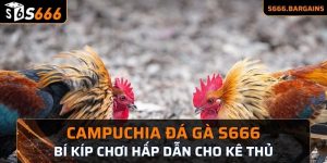 Campuchia đá gà S666 mang đến cho kê thủ