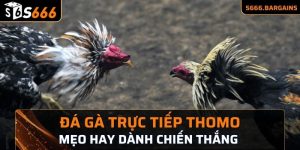 thông tin hữu ích về đá gà trực tiếp Thomo